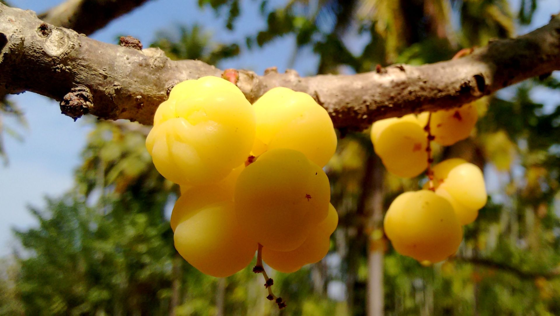 Vitamin C hits hard when bacteria is under stress, finds study